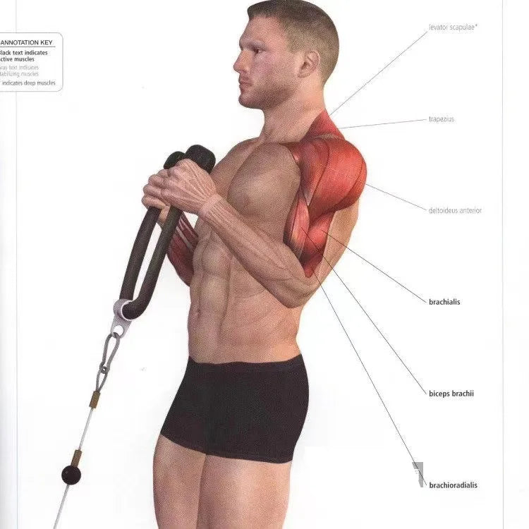 Triceps Rope Cable Attachment for Push & Pull Exercises