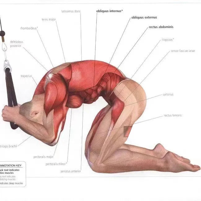 Triceps Rope Cable Attachment for Push & Pull Exercises